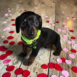 Rocky - Black and tan male Dachshund puppy in Alvin, Texas from Cosson's Dachshunds of Alvin
