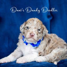 Aussiedoodle Puppies from Dani's Dandy Doodles