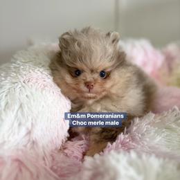 Choc merle and tan - Chocolate merle male Pomeranian puppy in Kentucky from Em&M Pomeranians