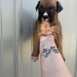 Jax - Fawn male Boxer puppy in Louisville, Kentucky from Nelson’s Fancy Frenchies and Bulldogs