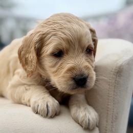 Kiki - Apricot female Goldendoodle puppy in Rainier, Oregon from Beaver Springs Puppies