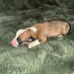 Valentine - Red male Pembroke Welsh Corgi puppy in Derby, Iowa from Newton Hay & Cattle