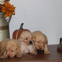 4th pick - Yellow female Labrador Retriever puppy in Four Oaks, North Carolina from TLC Retrievers