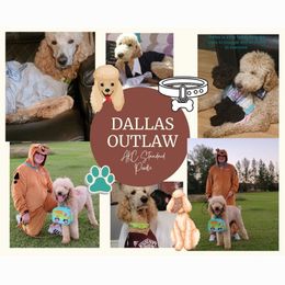 DALLAS - Poodle