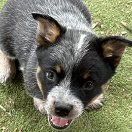 Double masked - Blue speckled male Australian Cattle Dog puppy in Napa, California from Rocking P Ranch ACDs
