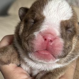 Bulldog puppies from Kansas Grand St English & French Bulldogs