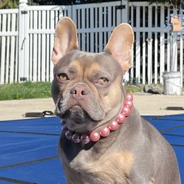 Lucille - French Bulldog