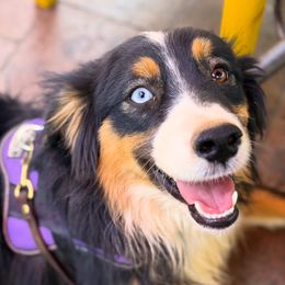 Security - Miniature American Shepherd