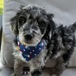 Aussiedoodle Puppies from Sheila Harwell