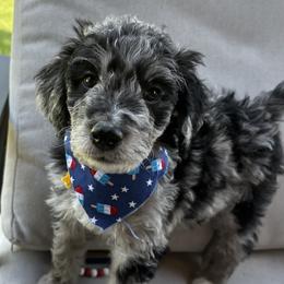 Aussiedoodle Puppies from Sheila Harwell