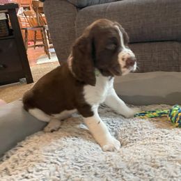 English Springer Spaniel Puppies from Timothy Naylor