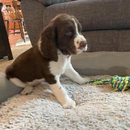English Springer Spaniel Puppies from Timothy Naylor