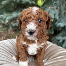 Solace - Apricot male Cavapoo puppy in Mona, Utah from Hearts Full of Puppies