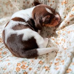 Dachshund Puppies from Drift & Dash Dachshunds