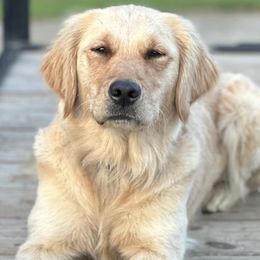 Golden Retrievers from Coyote Creek Farm and Kennel