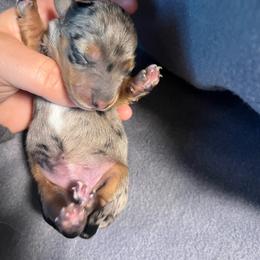 Girl 2 - Dapple female Dachshund puppy in Bismarck, Missouri from Kalua's Doxies