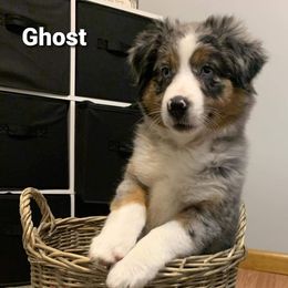 Miniature Australian Shepherd Puppies from KJs Rockin Aussies