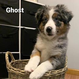 Miniature Australian Shepherd Puppies from KJs Rockin Aussies