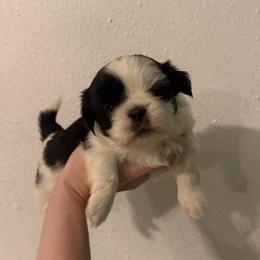 Dionysus - Black and white male Shih Tzu puppy in Stroud, Oklahoma from Laik’s Little Shihtz & Poms