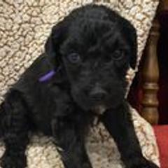 Double Doodles from McCormick’s Creek Doodles