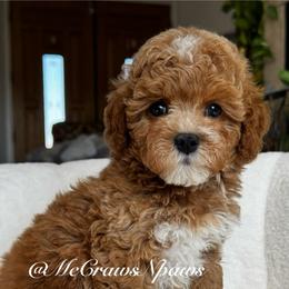 Patrick - Red male Maltipoo puppy in Hesperia, California from McCraws N Paws