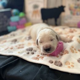 Golden Retriever Puppies from Sunshine Mountain Retrievers