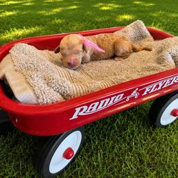Savanna - Red  female Goldendoodle puppy in Boise, Idaho from Goldendoodle Baby