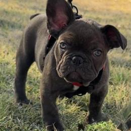 Chaco - Brindle and white male French Bulldog puppy in Temple, Texas from Teak’s Texas Frenchie’s