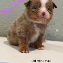Mischief - Labor Day Sale - Red merle male Miniature Australian Shepherd puppy in Oronogo, Missouri from Dutton's Show Me Farms