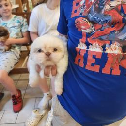 Benny - White male Shih Tzu puppy in Sapulpa, Oklahoma from Faith Hope and Love Shih Tzu's