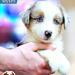 Myles - Blue merle male Miniature Australian Shepherd puppy in Punta Gorda, Florida from Christie's Creekside Aussies