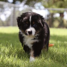 Four O'clock (Four) - Black tri female Miniature Australian Shepherd puppy in Weatherford, Texas from Ridgestar Aussies