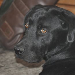 Labrador Retrievers from Redneck Retrievers