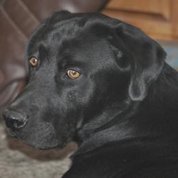 Labrador Retrievers from Redneck Retrievers
