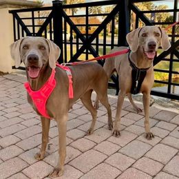 Weimaraners from Nautica Weimaraners