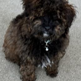 Stripes Gremlin - Black and tan male Schnoodle puppy in Rancho Cordova, California from Snickerdoodle Doodles