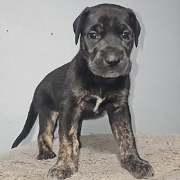 Raya - Black female Great Dane puppy in Mayfield, New York from Sacandaga Danes