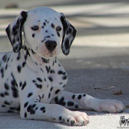 Girl 1 - White and black female Dalmatian puppy in Lake Mathews, California from Bully Market