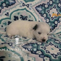 Marcie - Blue female Australian Cattle Dog puppy in Silsbee, Texas from Rockin ND Ranch