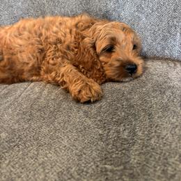 Cockapoo Puppies from Windy Ridge Cockapoos