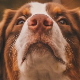 Australian Shepherds from Harmon Creek Aussies