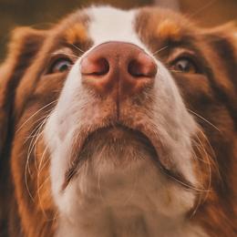 Australian Shepherds from Harmon Creek Aussies