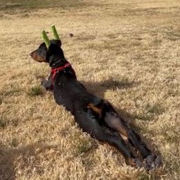 Doberman Pinscher All Grown Up from Kiziah Dobermans