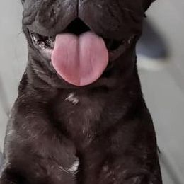 French Bulldogs from Patti Cake & Pups
