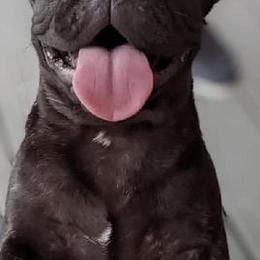 French Bulldogs from Patti Cake & Pups