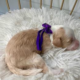 Channel (Dark purple) - Blenheim female Cavapoo puppy in West Haven, Utah from Harper Haven Cavapoos & Doodles