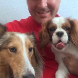 Cavalier King Charles Spaniel Puppies from Cavalier Castle