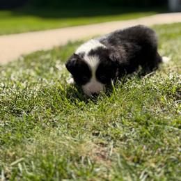 Meleys - Black female Border Collie puppy in Lewis, Iowa from 4Ransom Ranch