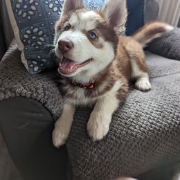 Siberian Husky Puppies from 3 Rivers Siberians(Richard's)