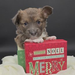 Monsoon(1600) - Sable male Pembroke Welsh Corgi puppy in Dickeyville, Wisconsin from J&R Shepherds & Corgis
